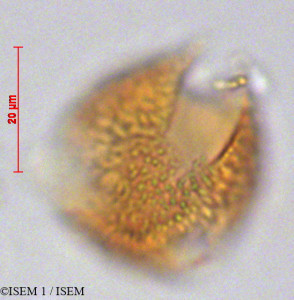 Tetrorchidium andinum - lame n° 29229